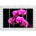 Pictură Magic Color Branch of Purple orchid on Black background (500210)