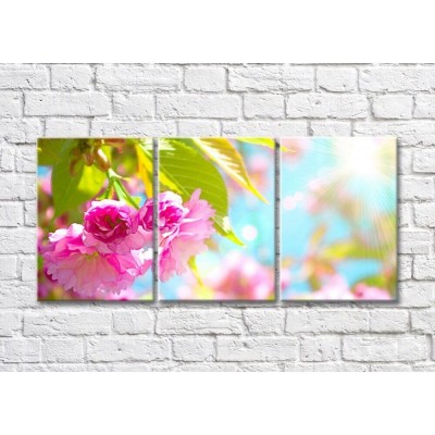 Картина Magic Color Cherry blossom branch and sunbeams (500213)