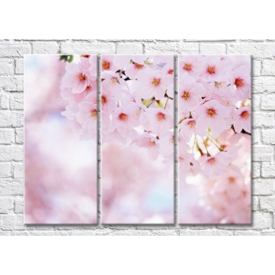 Картина Magic Color Blooming sakura branch on a Pink background (500215)