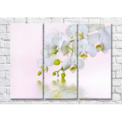 Картина Magic Color Branches of White orchid above water (500217)