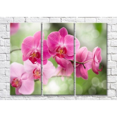 Картина Magic Color Branches of Pink orchids on a Green background (500223)