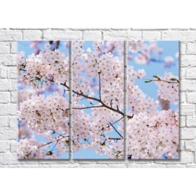 Картина Magic Color Sakura branches in bloom (500225)