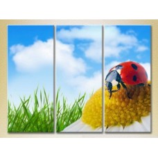 Картина Magic Color Triptych Ladybug on a camomile (2698966)