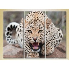 Картина Magic Color Triptych Leopard (2698994)