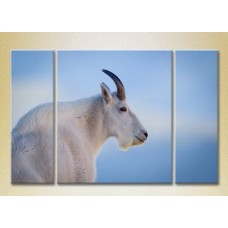 Картина Magic Color Triptych Mountain Goat, philosopher (2698970)