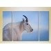 Картина Magic Color Triptych Mountain Goat, philosopher (2698970)