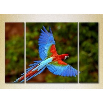 Картина Magic Color Triptych Parrot Flight (2698995)