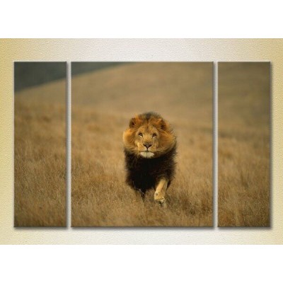 Pictură Magic Color Triptych Lion hunts (2698987)