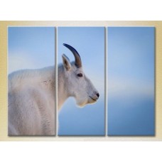 Pictură Magic Color Triptych Mountain Goat, philosopher (2698977)