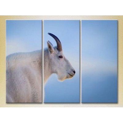 Pictură Magic Color Triptych Mountain Goat, philosopher (2698977)