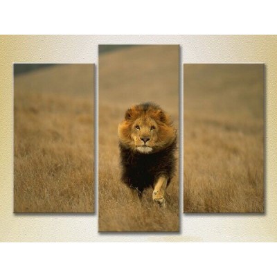 Pictură Magic Color Triptych Lion Hunt 01 (2698980)