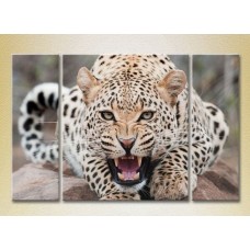 Pictură Magic Color Triptych Leopard (2698984)