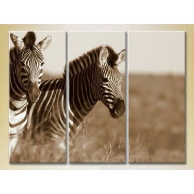 Картина Magic Color Triptych Pair of Zebras sepia 01 (2698997)