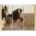 Картина Magic Color Triptych Pair of Zebras sepia 01 (2698997)