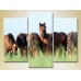 Картина Magic Color Triptych Horses in the field 01 (2698986)