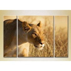 Картина Magic Color Triptych Lioness 02 (2698988)