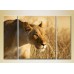 Картина Magic Color Triptych Lioness 02 (2698988)