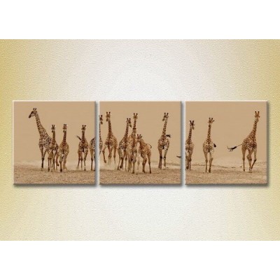 Картина Magic Color Triptych Herd of giraffes (2699008)