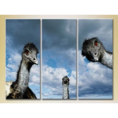 Картина Magic Color Triptych Ostriches 02 (2699010)