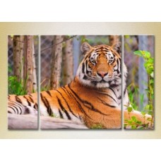 Картина Magic Color Triptych Tiger (2699012)