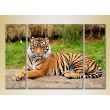 Картина Magic Color Triptych Tiger 01 (2699014)