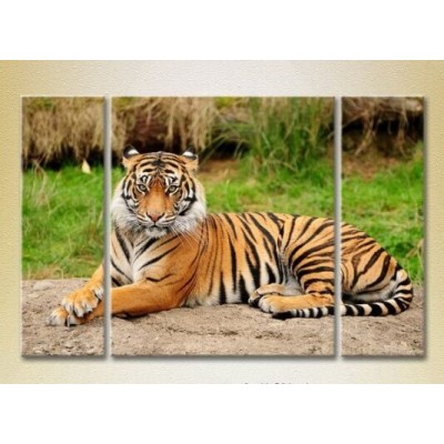 Картина Magic Color Triptych Tiger 01 (2699014)