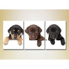 Картина Magic Color Triptych Three Puppies (2699017)