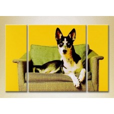 Картина Magic Color Triptych Dog on the armchair (2699021)