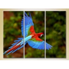 Картина Magic Color Triptych Parrot Flight 02 (2699023)