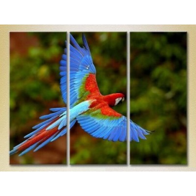 Картина Magic Color Triptych Parrot Flight 02 (2699023)