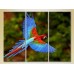 Картина Magic Color Triptych Parrot Flight 02 (2699023)