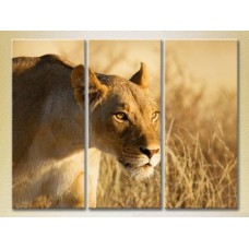 Картина Magic Color Triptych Lioness 03 (2698991)