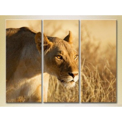 Картина Magic Color Triptych Lioness 03 (2698991)