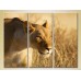 Картина Magic Color Triptych Lioness 03 (2698991)