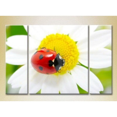 Картина Magic Color Triptych Ladybug on a camomile (2699000)