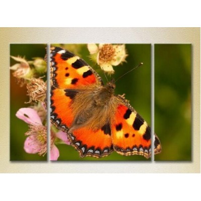 Картина Magic Color Triptych Butterfly (2698964)