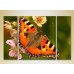 Картина Magic Color Triptych Butterfly (2698964)