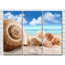 Картина Magic Color Large seashells on the sand by the sea (3469143)