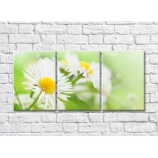 Картина Magic Color White chamomile with narrow petals (500064)