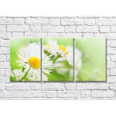 Pictură Magic Color White chamomile with narrow petals (500064)