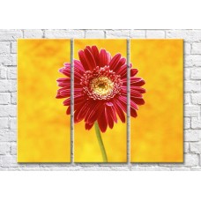 Pictură Magic Color Burgundy gerbera on yellow background (500101)