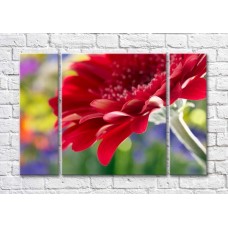 Pictură Magic Color Burgundy gerbera against a flower bed (500102)