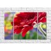 Картина Magic Color Burgundy gerbera against a flower bed (500102)