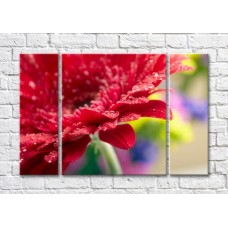 Pictură Magic Color Burgundy gerbera petals with dew drops (500105)