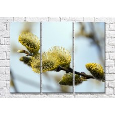 Pictură Magic Color Pussy willow with fluffy flowers (500230)