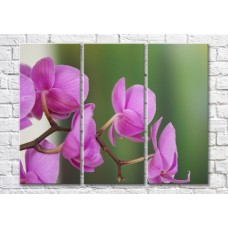 Pictură Magic Color Orchid sprig on green background (500231)