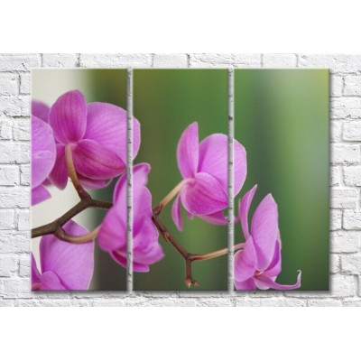 Pictură Magic Color Orchid sprig on green background (500231)