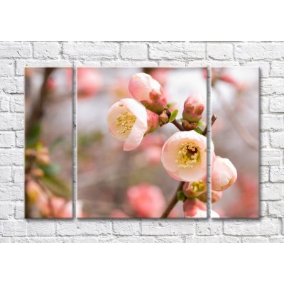 Pictură Magic Color Blossoming cherry blossom branch (500233)