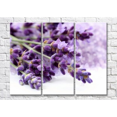 Pictură Magic Color Sprigs of lavender on a white background (500236)