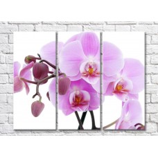 Pictură Magic Color Twigs of a pink orchid with large flowers and buds (500239)